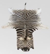 A 21ST CENTURY TAXIDERMY BURCHELL'S ZEBRA SKIN RUG (EQUUS QUAGGA BURCHELLII). New. (300cm x w 160cm)