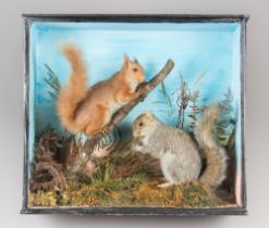 AN EARLY 20TH CENTURY TAXIDERMY STUDY OF RED AND A GREY SQUIRRELS IN A GLAZED CASE WITH A