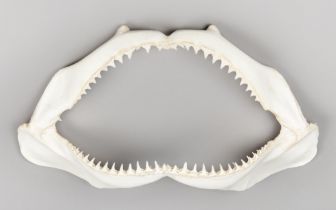 A 20TH CENTURY SHARK JAW SET. (w 40.5cm)