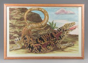 A LARGE MID/LATE 20TH CENTURY NATURAL HISTORY PRINT OF AN ARGENTINE BLACK AND WHITE TEGU. Framed and
