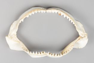 A 20TH CENTURY SHARK JAW SET. (w 40.5cm)