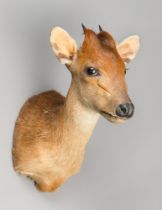 A 21ST CENTURY TAXIDERMY RED FOREST DUIKER SHOULDER MOUNT (CEPHALOPHUS NATALENSIS). (h 30cm x w 19cm