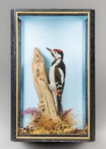 A LATE 20TH CENTURY TAXIDERMY GREAT SPOTTED WOODPECKER IN A GLAZED CASE WITH A NATURALISTIC