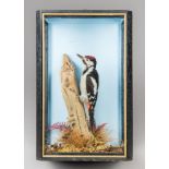 A LATE 20TH CENTURY TAXIDERMY GREAT SPOTTED WOODPECKER IN A GLAZED CASE WITH A NATURALISTIC