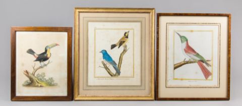 A COLLECTION OF THREE ANTIQUE HAND-COLOURED TROPICAL BIRD ENGRAVINGS. Framed and glazed. Largest (