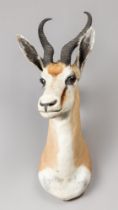 A LATE 20TH CENTURY TAXIDERMY SPRINGBOK SHOULDER MOUNT (ANTIDORCAS MARSUPIALIS). (h 66cm x w 25cm