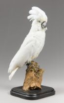 A LATE 20TH CENTURY TAXIDERMY UMBRELLA COCKATOO UPON A NATURALISTIC BASE (CACATUA ALBA). (h 53cm)