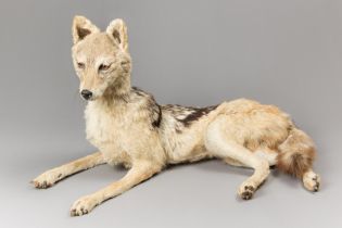 A LATE 20TH CENTURY TAXIDERMY BLACK-BACKED JACKAL UPON A NATURALISTIC BASE (LUPULELLA MESOMELAS) (