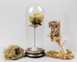A COLLECTION OF 20TH CENTURY BIRD NESTS, ONE UNDER A VICTORIAN GLASS DOME. AF. Dome (h 54cm)