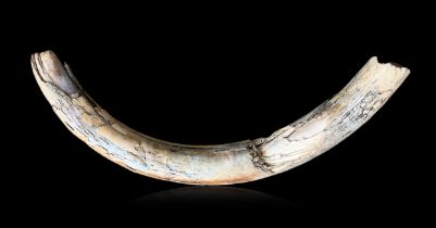 A MAMMOTH TUSK, SIBERIA, PLEISTOCENE, APPROX 40,000 YEARS AGO. Overall (w 104cm)