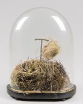 A 20TH CENTURY BIRD NESTS UNDER A VICTORIAN GLASS DOME. (h 43cm)