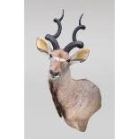 AN IMPRESSIVE LATE 20TH CENTURY TAXIDERMY GREATER KUDU SHOULDER MOUNT (TRAGELAPHUS STREPSICEROS). (h