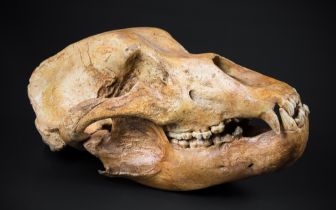 A CAVE BEAR SKULL (URSUS SPELAEUS), AUSTRIA. The cave bear was a prehistoric species of bear that