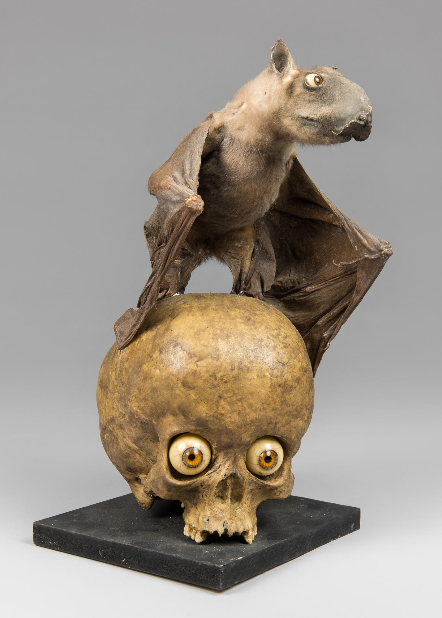 A HAMMER-HEADED BAT MOUNTED ON A RESIN CAST OF A HUMAN SKULL. (h 50cm x w 22cm x d 27cm)