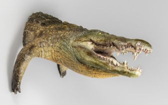 A LARGE AND IMPRESSIVE 20TH CENTURY TAXIDERMY NILE CROCODILE HALF MOUNT (CROCODYLUS NILOTICUS). (h