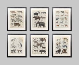 A COLLECTION OF SIX 19TH CENTURY NATURAL HISTORY ANIMAL COLOUR LITHOGRAPHS. Later mounted and glazed