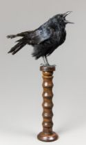 A MODERN TAXIDERMY CARRION CROW UPON A TURNED COLUMN (CORVUS CORONE). (h 63cm x w 42cm x d 28cm)