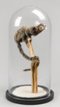 A 20TH CENTURY TAXIDERMY COMMON MARMOSET MONKEY UNDER A GLASS DOME (CALLITHRIX JACCHUS). (h 50cm x w