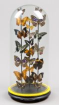 A LATE 20TH CENTURY ENTOMOLOGY DISPLAY OF TROPICAL BUTTERFLIES UNDER A LARGE GLASS DOME. (h 51cm x w
