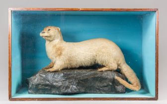 AN EARLY 20TH CENTURY TAXIDERMY OTTER UPON A NATURALISTIC ROCK BASE IN A GLAZED CASE (LUTRINAE). (