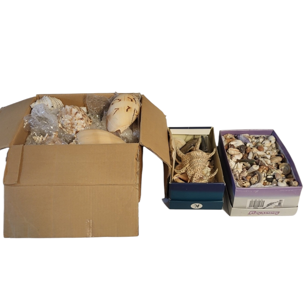 A LARGE COLLECTION OF SEASHELLS To include a collection of large shells and a box of smaller shells.