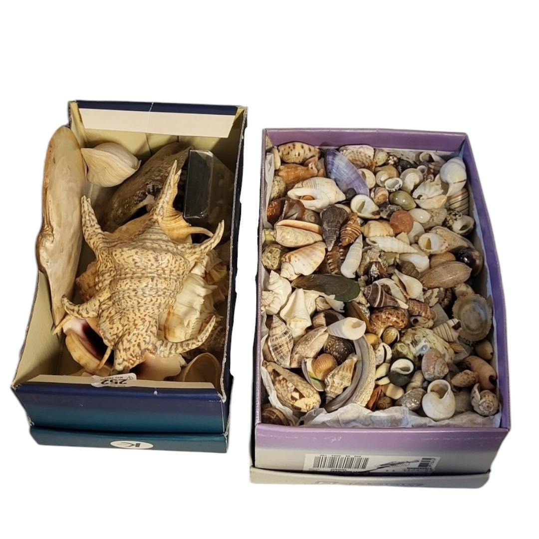 A LARGE COLLECTION OF SEASHELLS To include a collection of large shells and a box of smaller shells. - Image 4 of 5