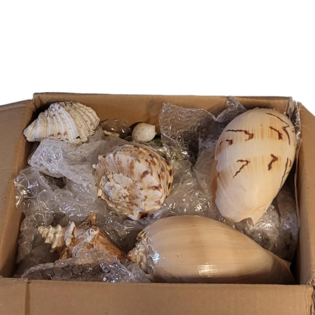 A LARGE COLLECTION OF SEASHELLS To include a collection of large shells and a box of smaller shells. - Image 3 of 5