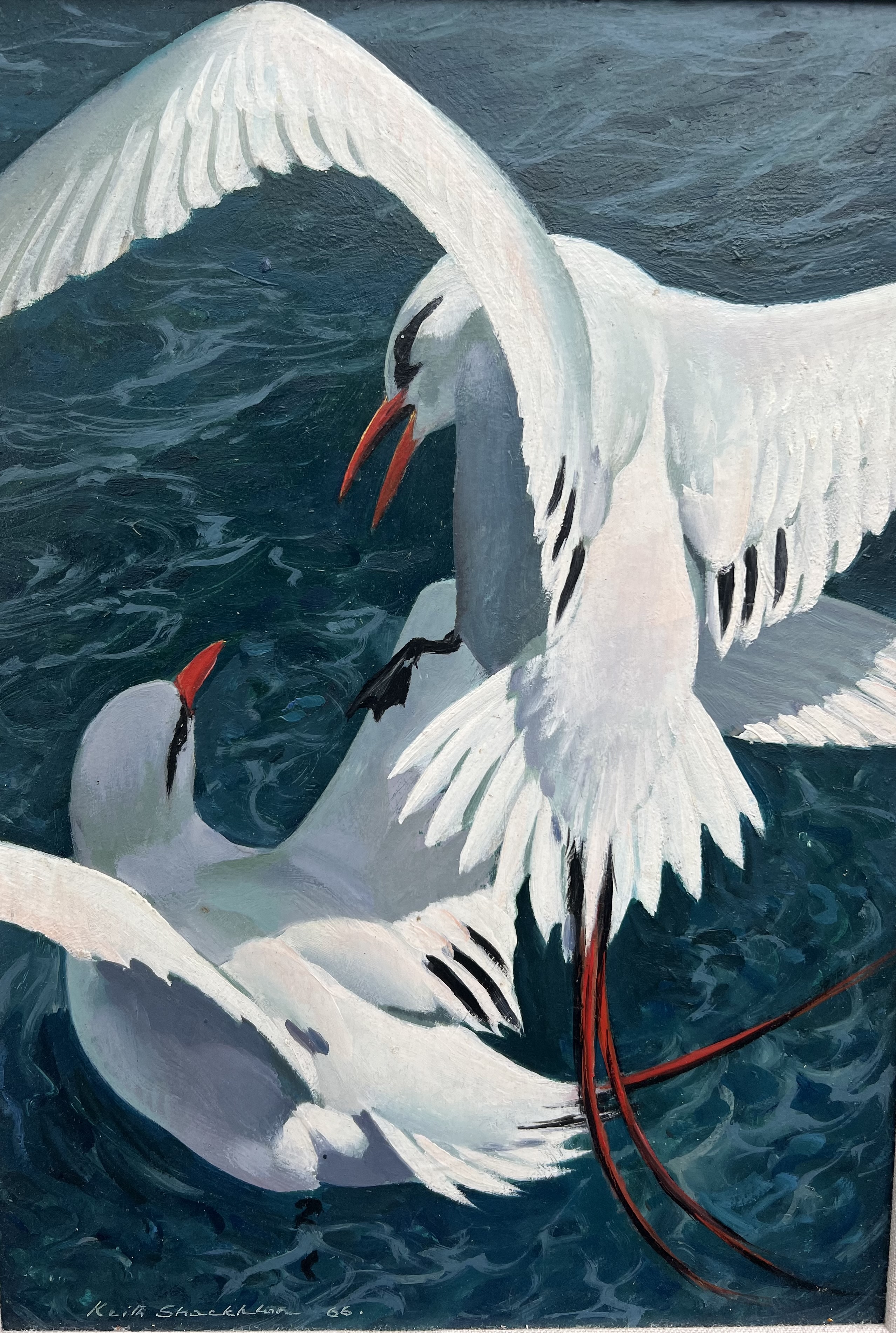KEITH SHACKLETON, 1923 - 2015, OIL ON BOARD Two red tailed tropicbird inflight, signed, dated 66