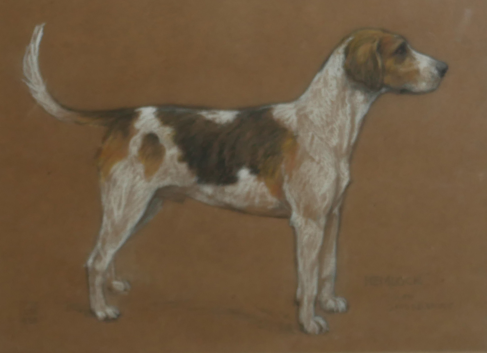 AN EARLY 20TH CENTURY PASTEL DOG STUDY, HUNTING BEAGLE IN STANDING POSE Titled 'Hemlock, South