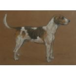 AN EARLY 20TH CENTURY PASTEL DOG STUDY, HUNTING BEAGLE IN STANDING POSE Titled 'Hemlock, South