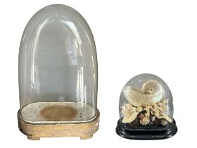 A 19TH CENTURY VICTORIAN OVAL GLASS DOME AND WOODEN BASE, TOGETHER WITH SMALLER 19TH CENTURY OVAL