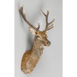 A MODERN TAXIDERMY SCOTTISH HIGHLAND RED DEER STAG (CERVUS ELAPHUS). (h 129cm x w 65cm x d 63cm)