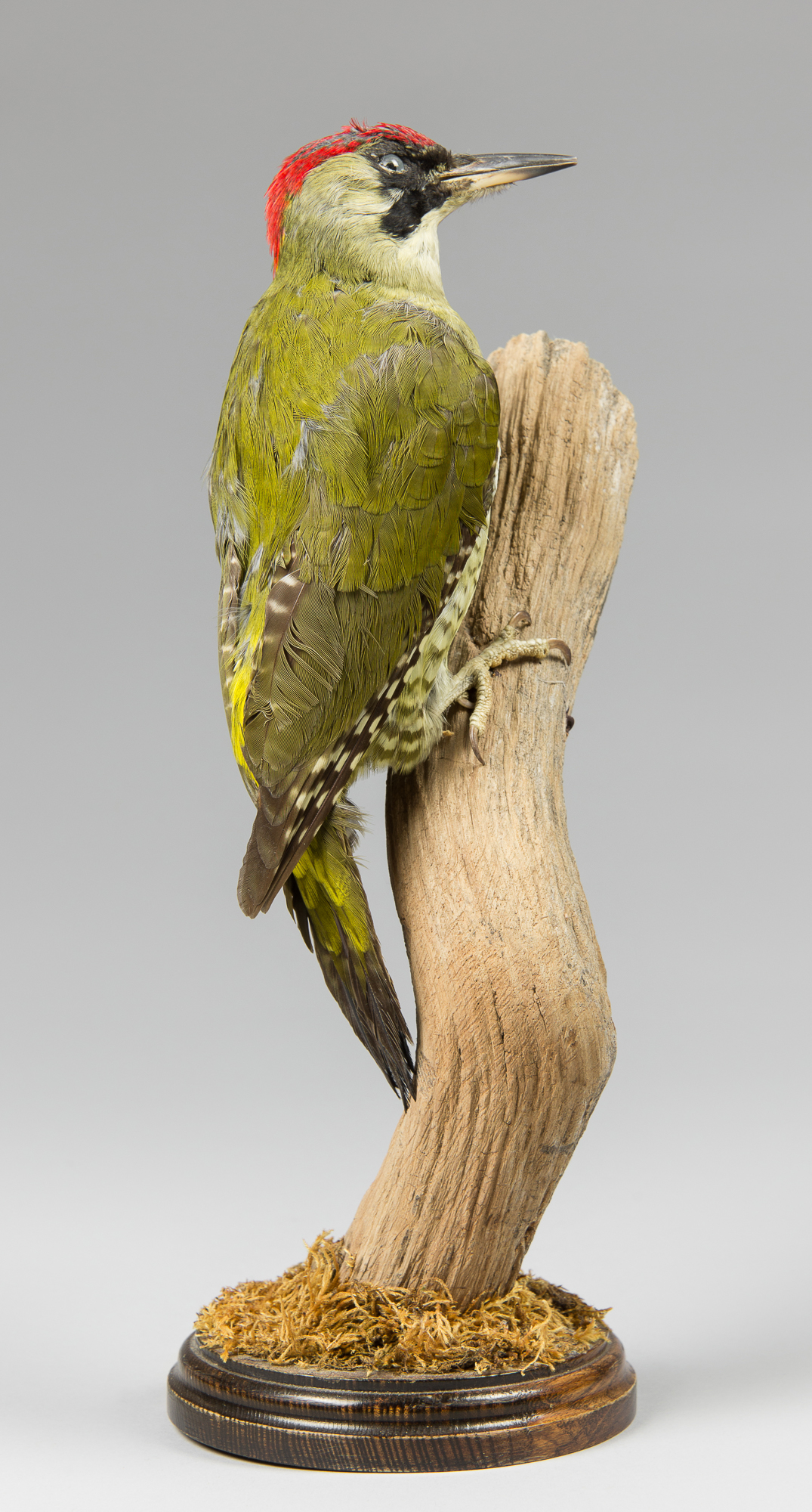 A 20TH TAXIDERMY EUROPEAN GREEN WOODPECKER UPON A NATURALISTIC BASE (PICUS VIRIDIS). (h 37cm)