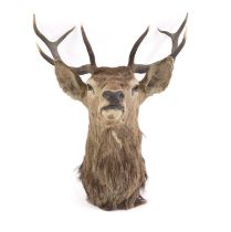 A taxidermy red deer stag headmount,