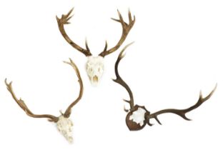 A group of three stag antlers