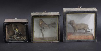 A group of taxidermy