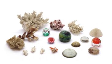 A collection of mixed coral