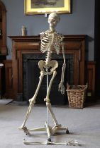 A teaching model of a human skeleton