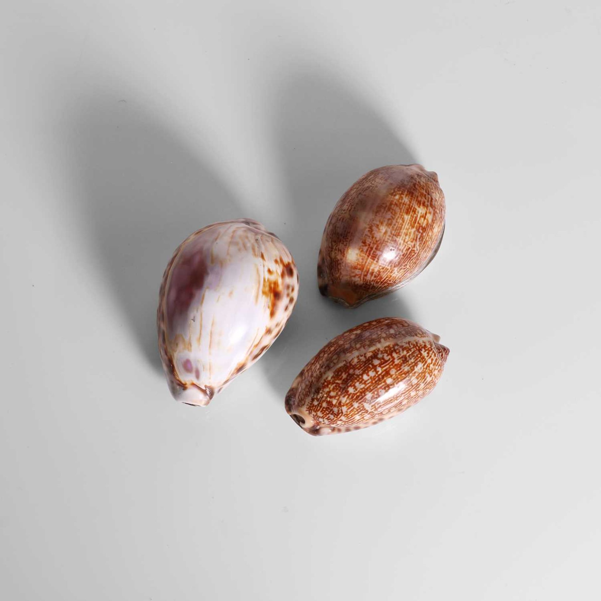 A group of three silver-mounted cowrie shell snuffboxes, - Image 5 of 6