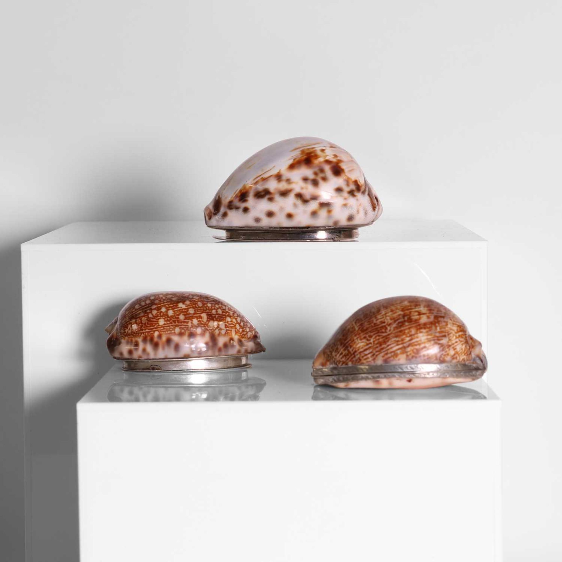 A group of three silver-mounted cowrie shell snuffboxes, - Image 3 of 6