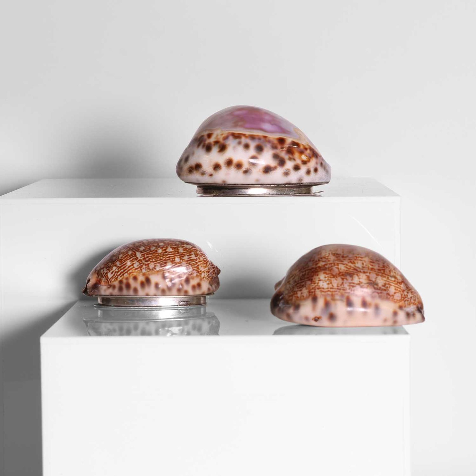 A group of three silver-mounted cowrie shell snuffboxes, - Image 4 of 6