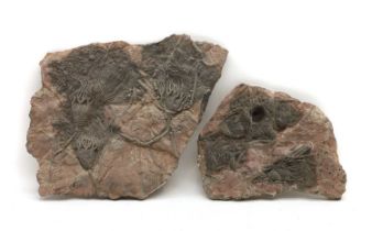 Two crinoid fossil formations