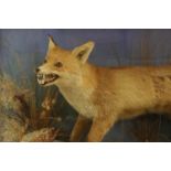 A taxidermy fox and pheasant