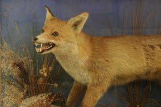 A taxidermy fox and pheasant