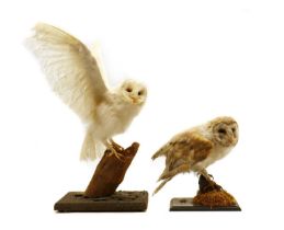 Two taxidermy barn owl