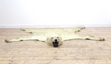 A taxidermy polar bear skin rug