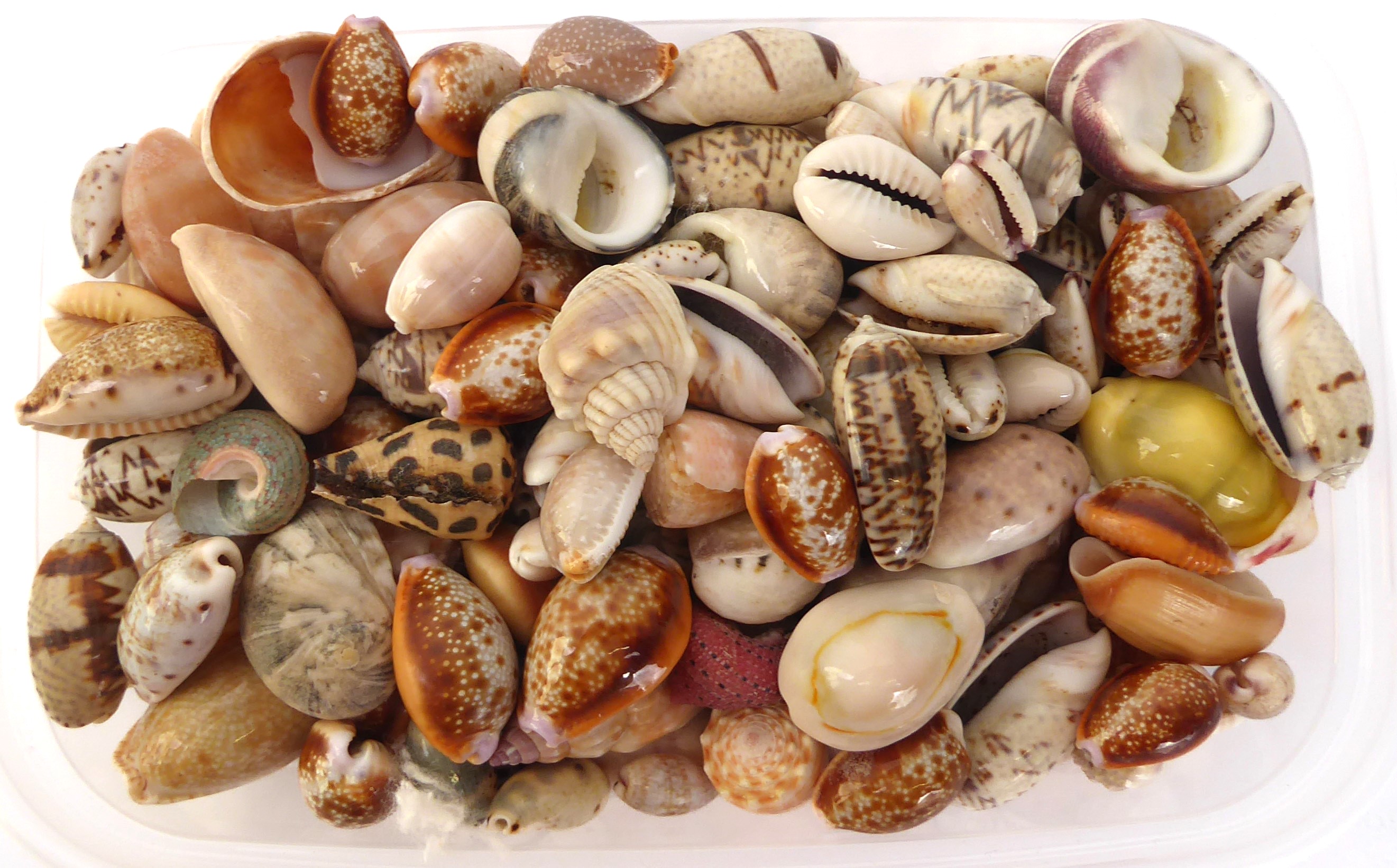 A substantial collection of sea shells, and 'A Beginner's Guide to South African Shells' by K.H. - Image 5 of 7