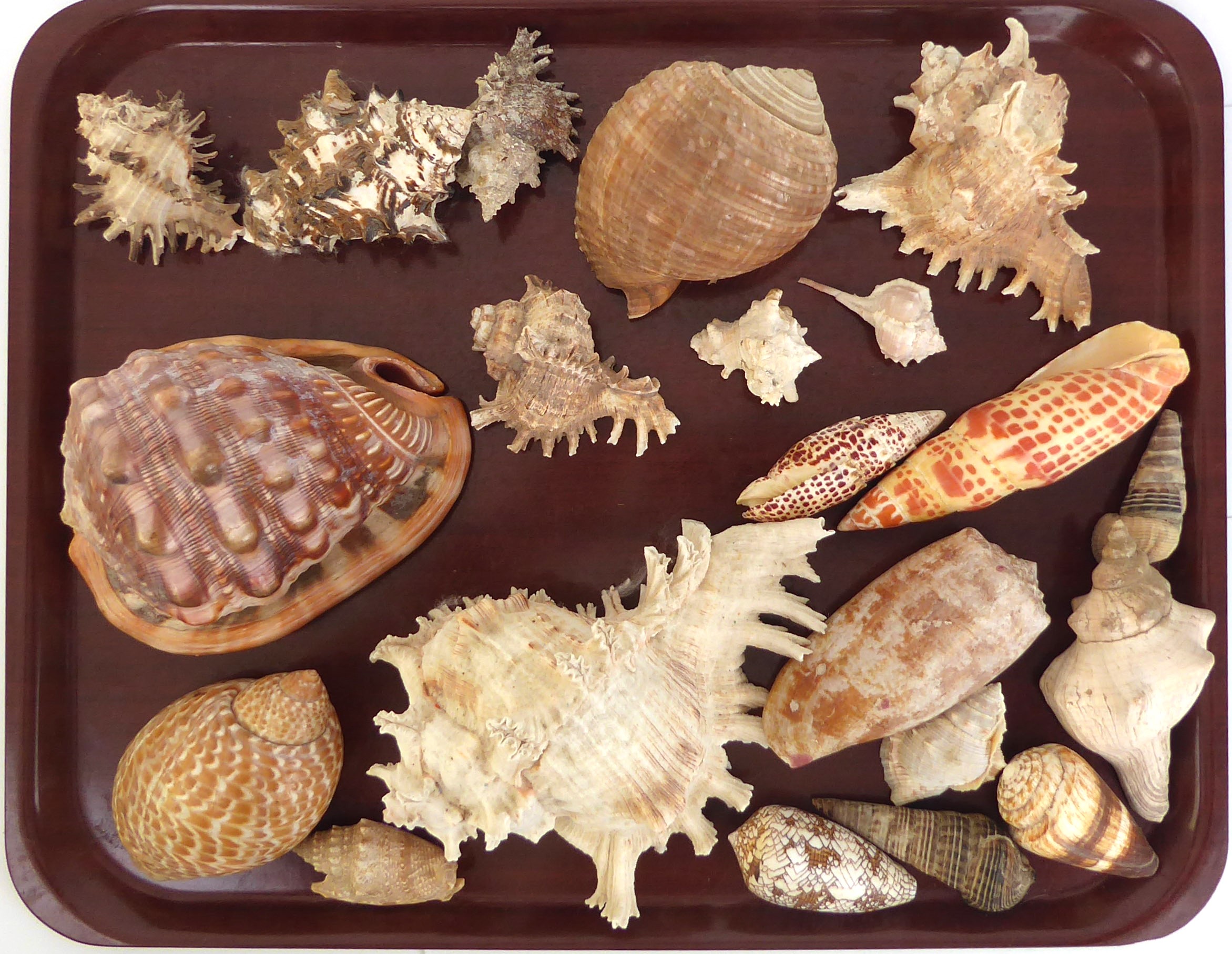 A substantial collection of sea shells, and 'A Beginner's Guide to South African Shells' by K.H. - Image 4 of 7