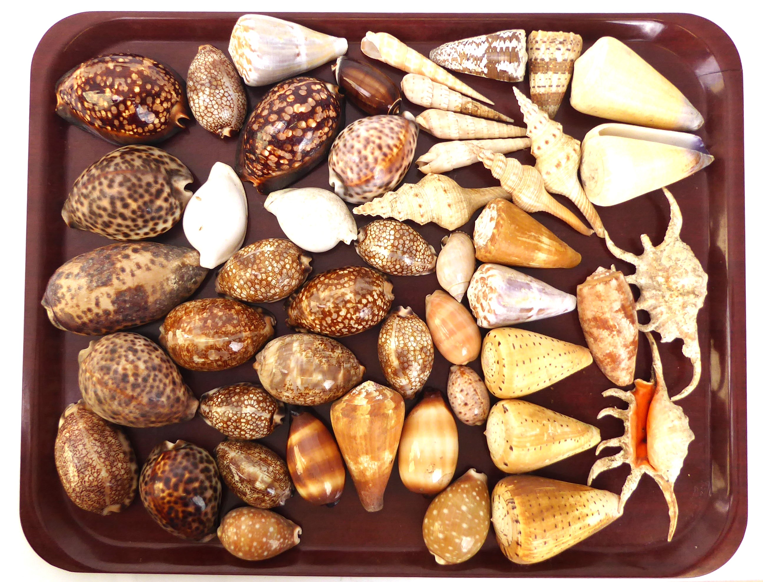 A substantial collection of sea shells, and 'A Beginner's Guide to South African Shells' by K.H. - Image 3 of 7