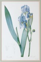 A colour print after P. J. Redoute, 'Iris pallida' (Iris Pale) - 50 x 32.75cm., in a silvered frame,